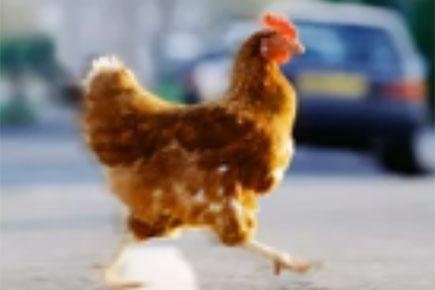 La vera storia di Chicken Road, la giocabile da tavolo in voga in Italia, chicken road italia La vera storia di Chicken Road, la giocabile da tavolo in voga in Italia, chicken road italia
